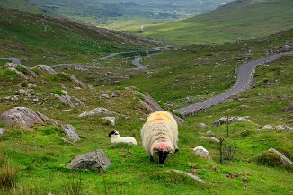 Sheeps at the Healy Pass