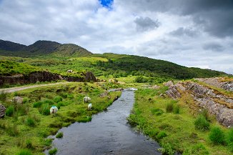 Sheeps near Uragh Stone Circle