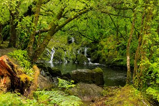 Glengarriff Woods Nature Reserve