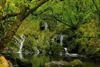 Glengarriff Woods Nature Reserve