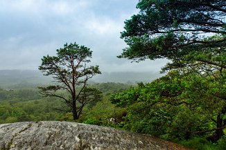 Glengarriff Woods Nature Reserve
