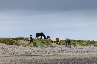 Horses at the beach