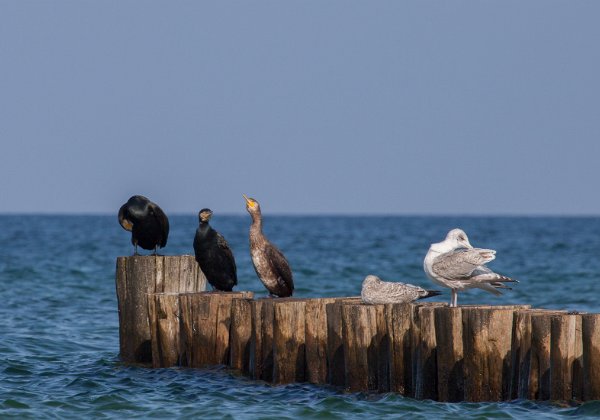 Meer Spiekeroog, Langeoog, Römö, Henne, Darß und Usedom