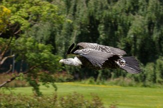 IMG_3615 Vogelpark Walsrode