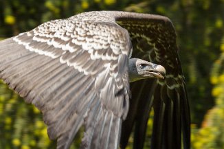 IMG_3626 Vogelpark Walsrode