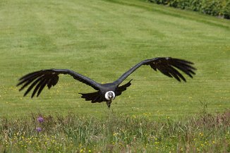 IMG_3657 Vogelpark Walsrode