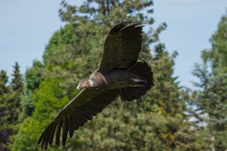 IMG_3689 Vogelpark Walsrode