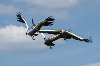 IMG_3693 Vogelpark Walsrode