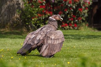 IMG_9490 Vogelpark Walsrode