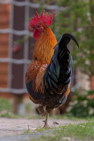 IMG_1153 Stadtteilfarm Huchting