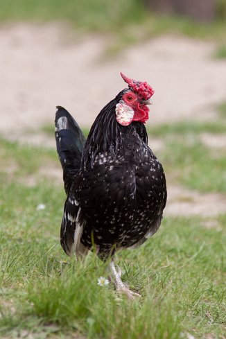 IMG_1560 Stadtteilfarm Huchting