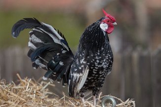 IMG_2196 Stadtteilfarm Huchting