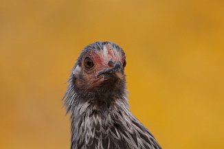 IMG_5317 Stadtteilfarm Huchting