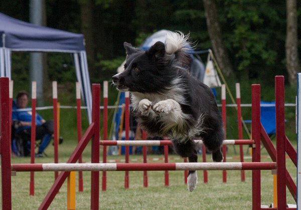 Agility Veranstaltung auf dem Fahrenhorster Sportplatz