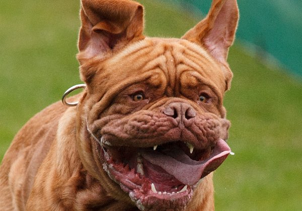 Hunderennen Veranstaltung auf der Verdiana