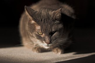 IMG_0438-01 Merlin