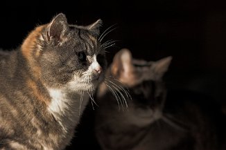 IMG_0497-01 Mojo und Merlin
