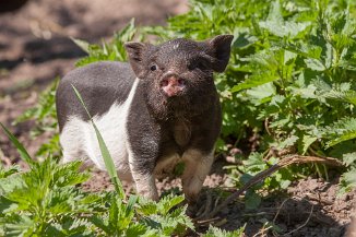 IMG_2842 Stadtteilfarm Huchting