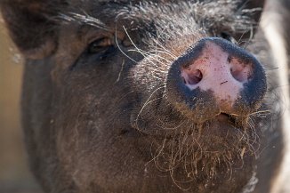 IMG_2852 Stadtteilfarm Huchting