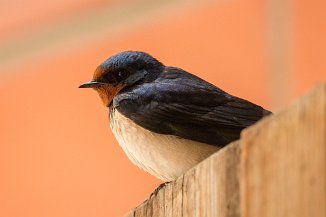 IMG_5712