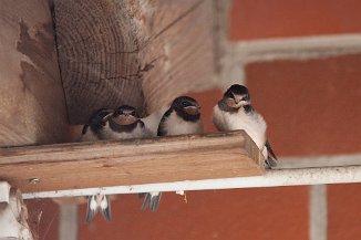IMG_8813