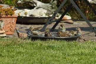 IMG_4226 Poolparty im Garten