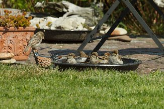 IMG_4234 Poolparty im Garten