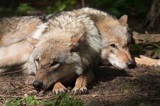 IMG_7214 Wolfcenter Dörverden