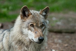 IMG_7217 Wolfcenter Dörverden