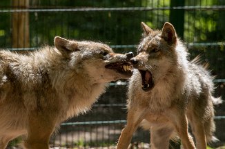 IMG_7237 Wolfcenter Dörverden