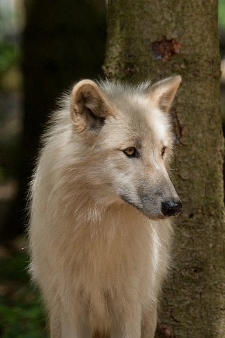 IMG_7247 Wolfcenter Dörverden