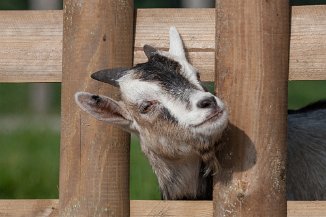 IMG_5310 Stadtteilfarm Huchting