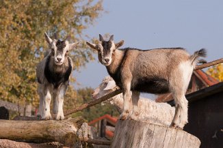 IMG_5370 Stadtteilfarm Huchting