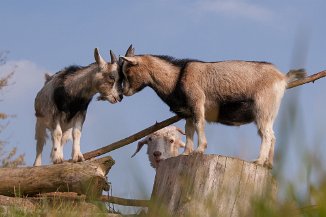 IMG_5378 Stadtteilfarm Huchting