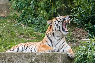 IMG_8634 Tiger