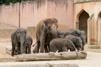 IMG_8646 Elefanten, Erlebnis Zoo