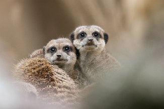 IMG_8705 Erdmänchen, Erlebnis Zoo