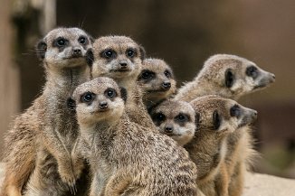 IMG_8716 Erdmänchen, Erlebnis Zoo