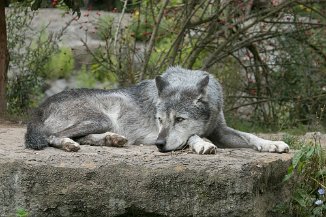 IMG_8804 Wolf, Erlebnis Zoo