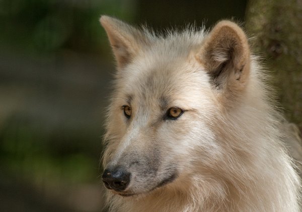 Wolfcenter Dörverden